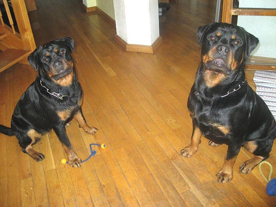 Rottweiler - Ein Wochenende zu Zweit! Rottweiler - Ein Wochenende zu Zweit!