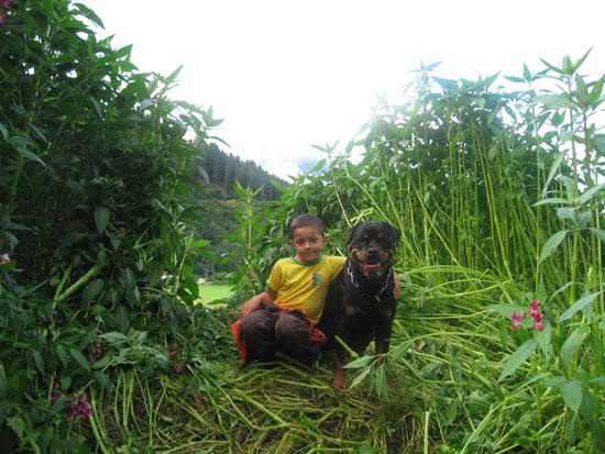 Rottweiler - Ares und Tobias Rottweiler - Ares und Tobias