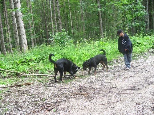 Rottweiler - 3 Gschaftige!