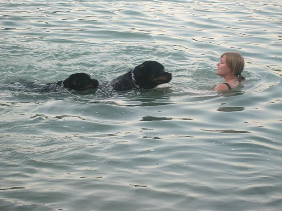 Rottweiler - Schwimmen mit Rottweiler ! Rottweiler - Schwimmen mit Rottweiler !