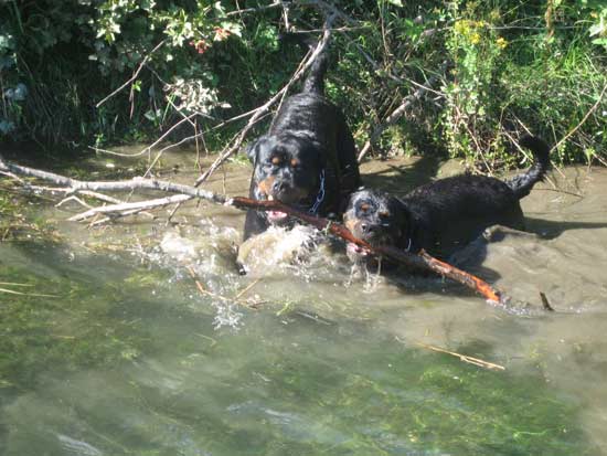 Rottweiler - Ares und Sina beim Plantschen! Rottweiler - Ares und Sina beim Plantschen!