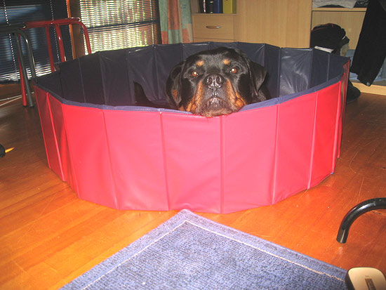 Rottweiler - Hundepool!