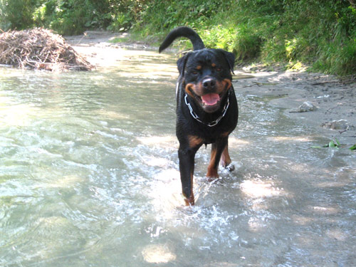 Rottweiler - Mittagspause
