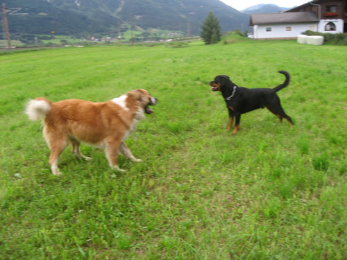 Rottweiler - Ares und Rocco