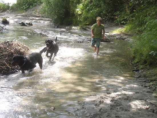 Rottweiler - Spaziergang und Hundepool Einweihung Rottweiler - Spaziergang und Hundepool Einweihung