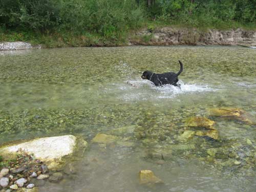 Rottweiler - Urlaub Rottweiler - Urlaub