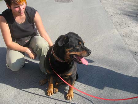 Rottweiler - Zu Besuch bei Sheila Rottweiler - Zu Besuch bei Sheila