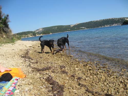 Rottweiler - Urlaub in Kroatien