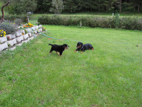 Rottweiler - Erster Besuch bei Mex Rottweiler - Erster Besuch bei Mex