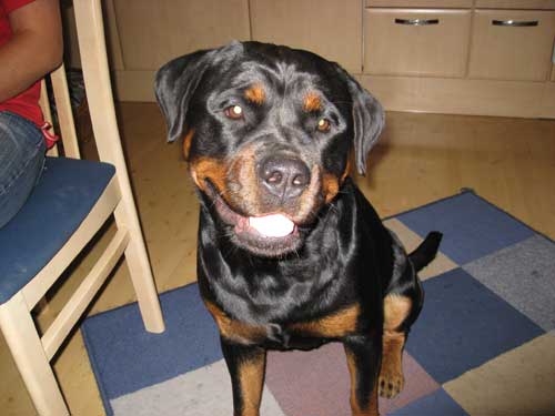 Rottweiler - Zu Besuch bei Sina und ihrer Familie! Rottweiler - Zu Besuch bei Sina und ihrer Familie!