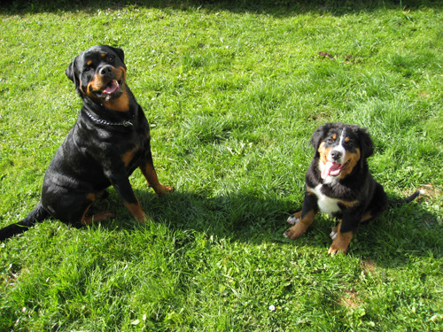 Rottweiler - Ares und Mex