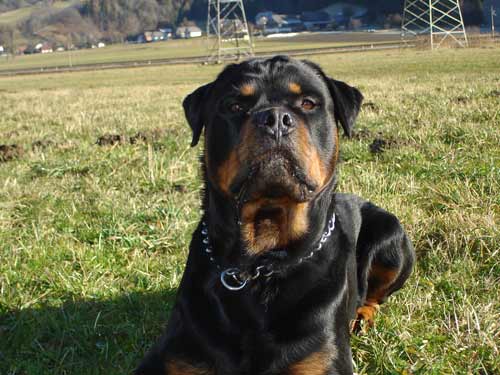 Rottweiler - Ares neue HP!