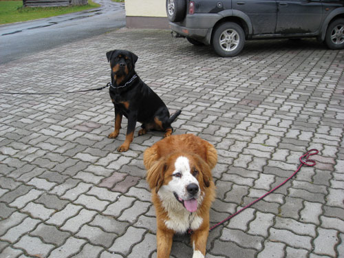 Rottweiler - Ares, Lucky und Mex Rottweiler - Ares, Lucky und Mex