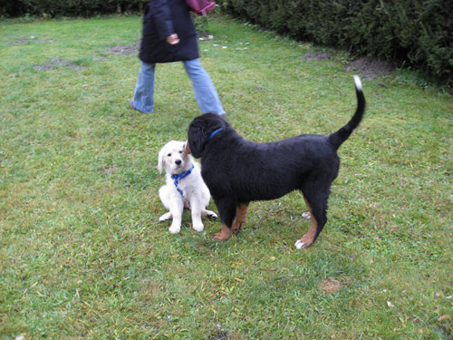 Rottweiler - Mex bekam Besuch von Davis Rottweiler - Mex bekam Besuch von Davis