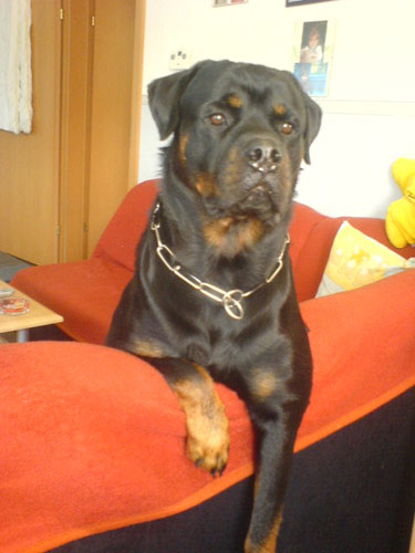 Rottweiler - Ares´ Bruder Amigo!