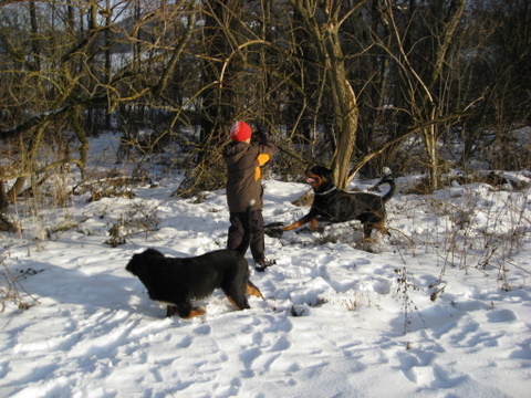 Rottweiler - Tobias, Mex und Ares Rottweiler - Tobias, Mex und Ares