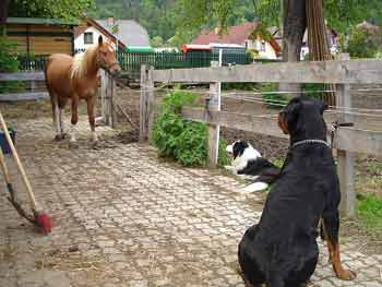 Rottweiler - Besuch bei Manu, Paco, Balu und Luke Rottweiler - Besuch bei Manu, Paco, Balu und Luke