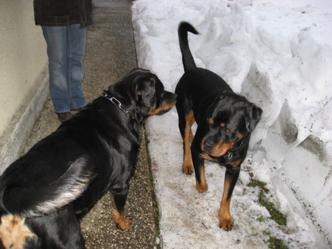 Rottweiler - Zu Besuch bei Hera (Nelly) von Edelsee! Rottweiler - Zu Besuch bei Hera (Nelly) von Edelsee!