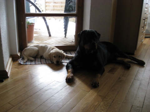 Rottweiler - Ares und Davis!