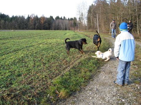 Rottweiler - Auf dem Weg zur IHA Wels! Rottweiler - Auf dem Weg zur IHA Wels!