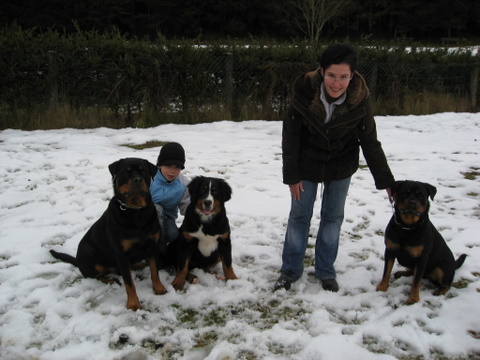 Rottweiler - Sina, Mex und Ares