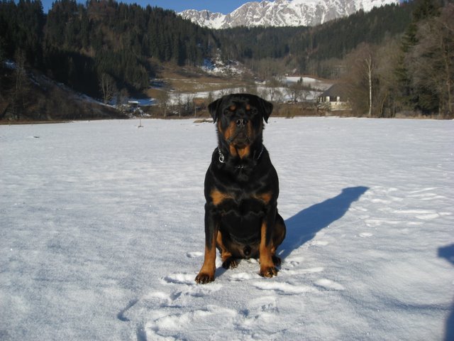Rottweiler - Ares mit fast 3 Jahren!
