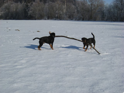 Rottweiler - Ares und Sina