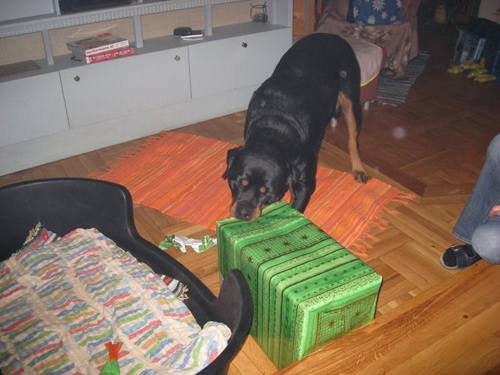 Rottweiler - Weihnachten 2007