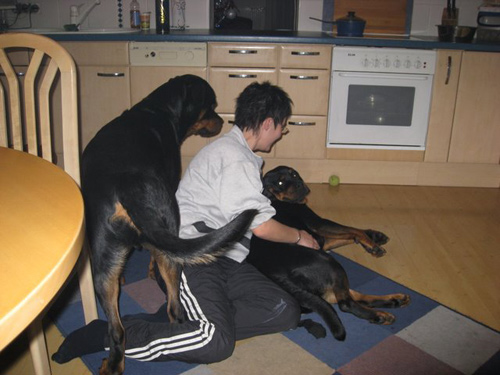 Rottweiler - Weihnachtsbesuch bei Sina