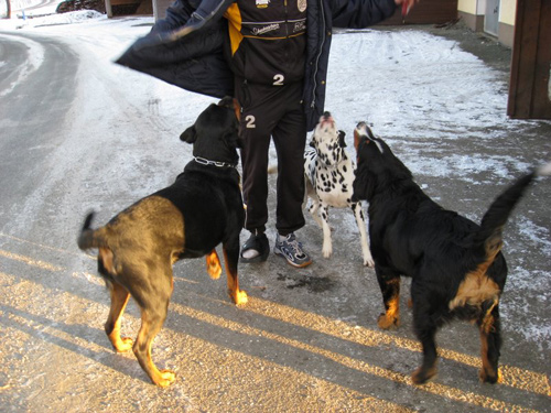 Rottweiler - Ares, Mex und eine gepunktete Dame!