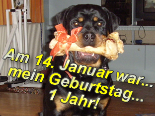 Rottweiler - Ares 1ter Geburtstag Rottweiler - Ares 1ter Geburtstag
