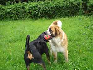 Rottweiler - Spielstunde Rottweiler - Spielstunde