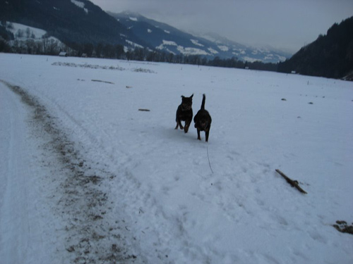 Rottweiler - Silvesterspaziergang! Rottweiler - Silvesterspaziergang!