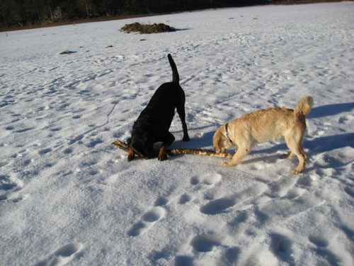 Rottweiler - Ares und Davis! Rottweiler - Ares und Davis!