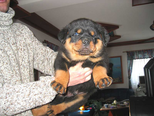 Rottweiler - Ares von der Edelsee´r Ranch!