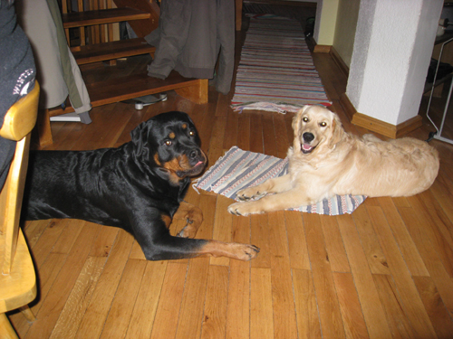 Rottweiler - Davis bei uns auf Urlaub! Rottweiler - Davis bei uns auf Urlaub!