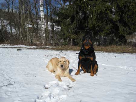 Rottweiler - Spaziergang am frühen Morgen