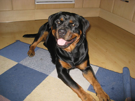 Rottweiler - Sina: Die beste Freundin von Ares! Rottweiler - Sina: Die beste Freundin von Ares!