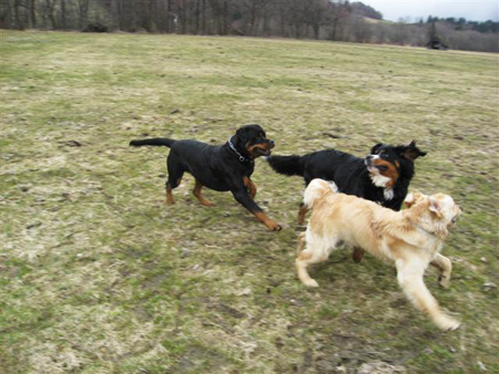 Rottweiler - Ares, Davis und Mex