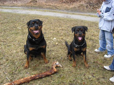 Rottweiler - Ares und Sina