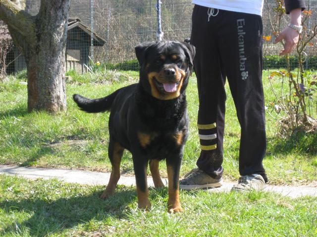 Rottweiler - Ares wird bald Onkel! Rottweiler - Ares wird bald Onkel!