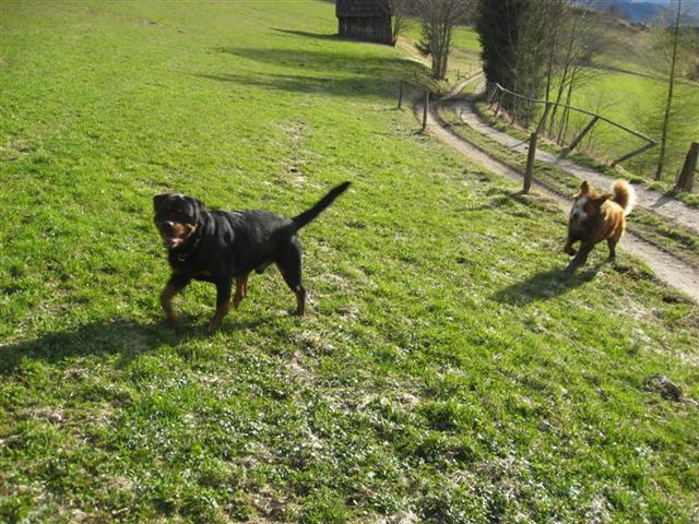 Rottweiler - Ares und Lucky