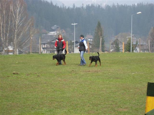 Rottweiler - Flei�ig bei der Arbeit