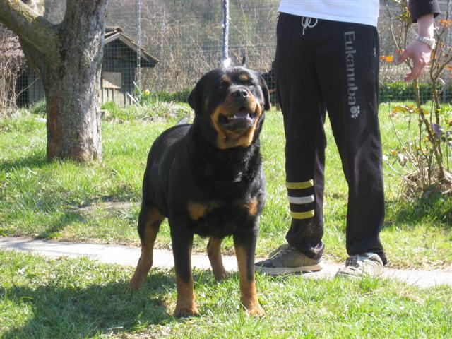Rottweiler - Ares ist ONKEL! Rottweiler - Ares ist ONKEL!