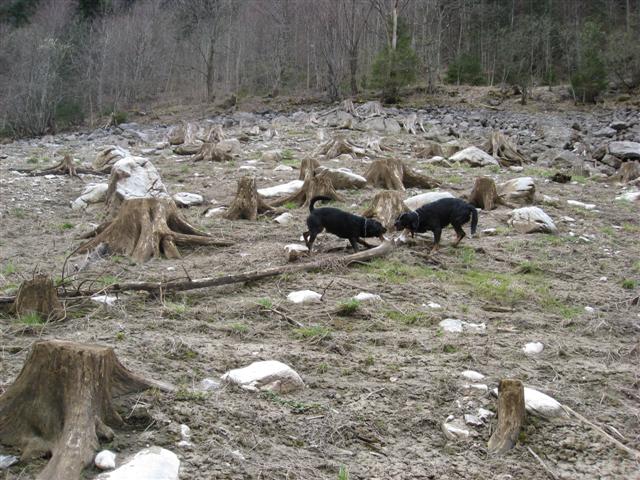 Rottweiler - Ausflug zum Stausee! Rottweiler - Ausflug zum Stausee!