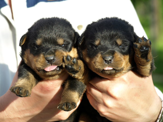 Rottweiler - Die ersten Fotos!