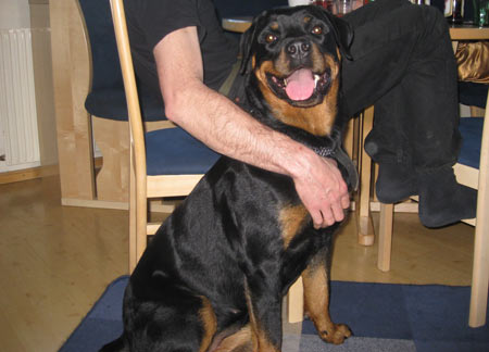 Rottweiler - Rottidame Baika! Rottweiler - Rottidame Baika!