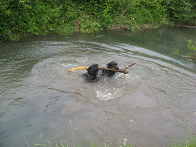 Rottweiler - Ares und Baika beim Schwimmen! Rottweiler - Ares und Baika beim Schwimmen!