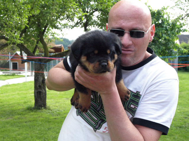 Rottweiler - Die Welpen von Ares´s Schwester Cora