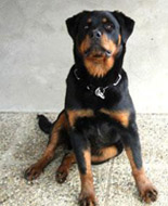 Rottweiler - Stella von Schloß Bertholdstein Rottweiler - Stella von Schloß Bertholdstein
